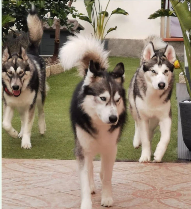 LINEA PET